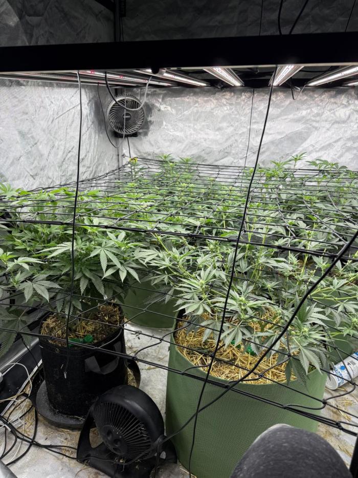 5x5 set up. Week 9 - Day 7 of flower trying to manage the canopy