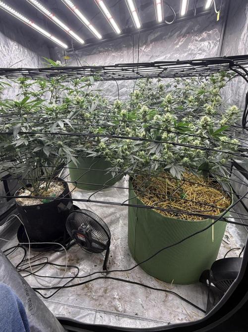 5x5 set up. Week 11 - Heavy defoliation 