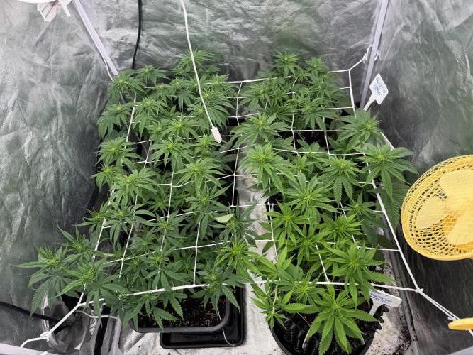 90x90 /420 w/ Best Breeders,Top Strain. Week 6
