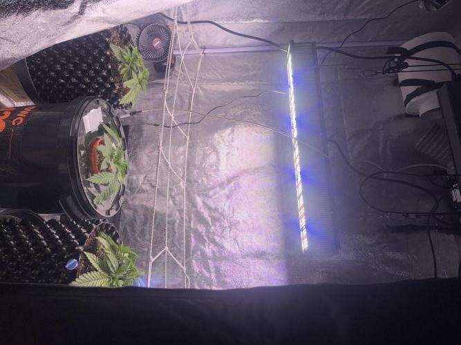 Mix  SL DWC 34 l /  GMOC Soil 12l 🌊vs??. Week 2