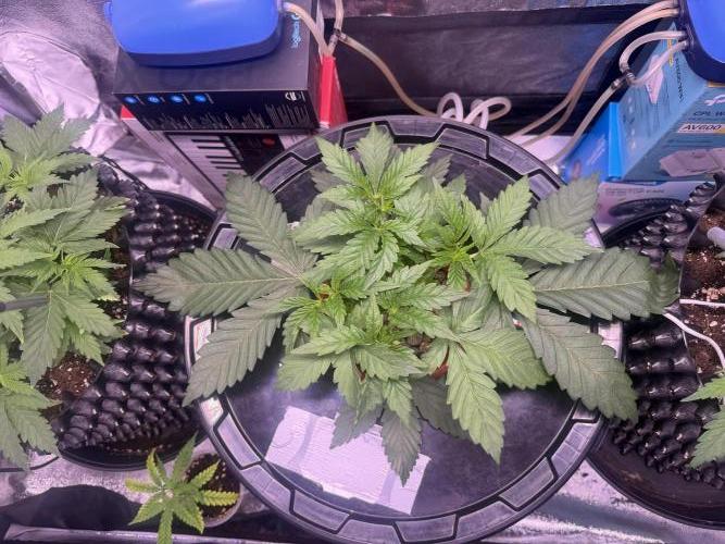 Mix  SL DWC 34 l /  GMOC Soil 12l 🌊vs??. Week 3