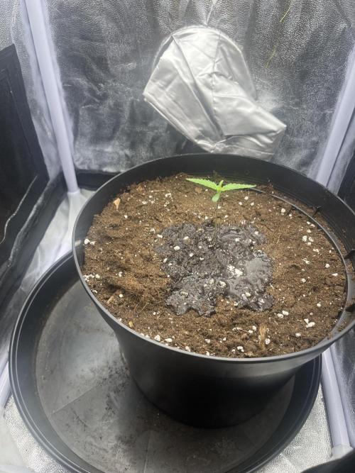 Chocolate rainbow XXL. Week 1 - Day 5 (2 December)