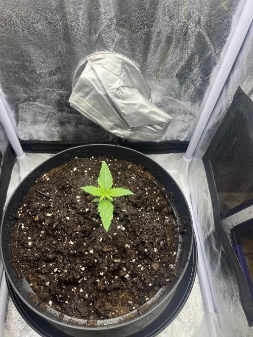 Chocolate rainbow XXL. Week 1 - Day 7 (4 December)