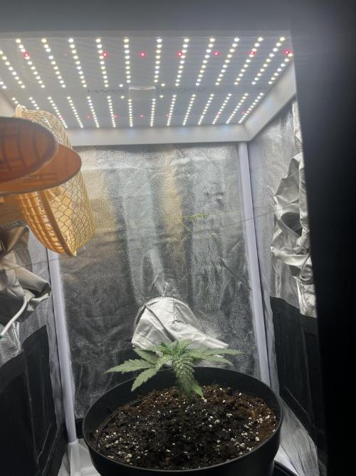 Chocolate rainbow XXL. Week 2 - Day 14 (11 December)