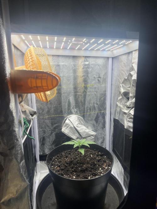 Chocolate rainbow XXL. Week 2 - Day 10 (7 December)