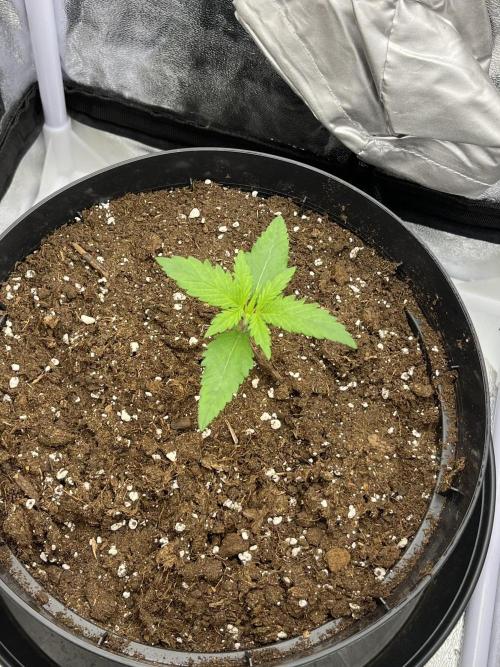 Chocolate rainbow XXL. Week 2 - Day 8(5 December