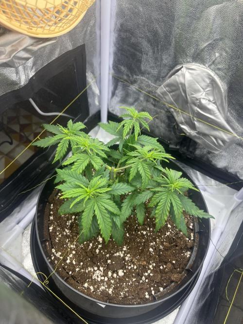 Chocolate rainbow XXL. Week 4 - Day 28 