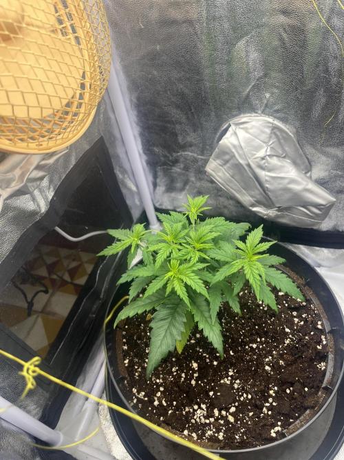 Chocolate rainbow XXL. Week 4 - Day 25