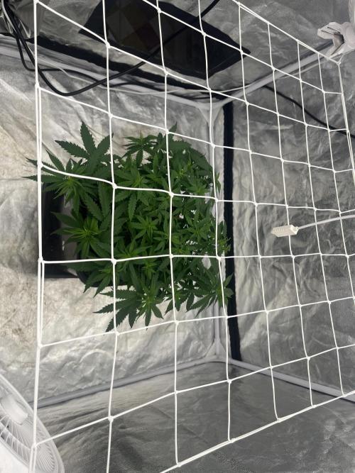 Chocolate rainbow XXL. Week 7 - 49 days (15 January )