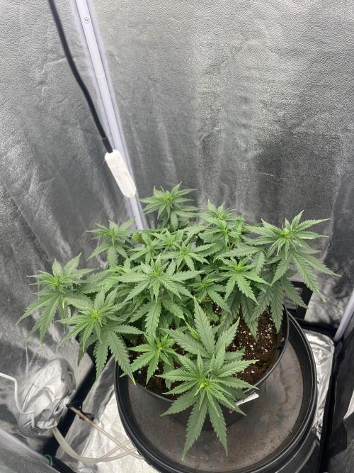 Chocolate rainbow XXL. Week 7 - 44 Days (8 January )