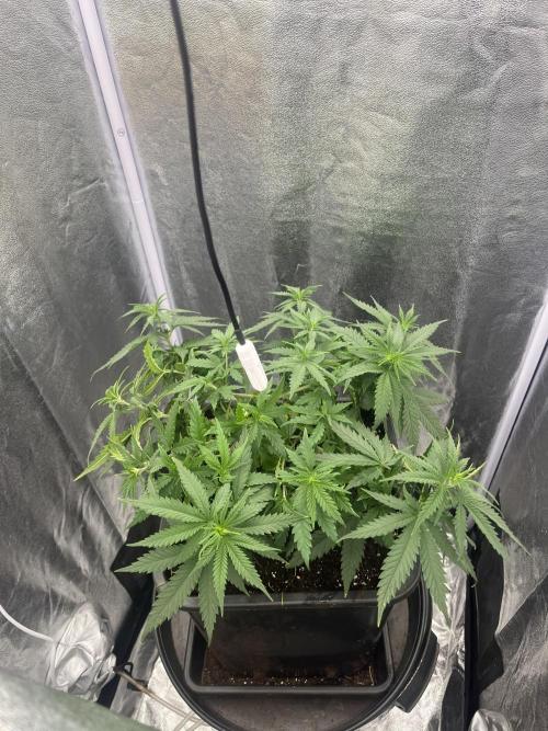Chocolate rainbow XXL. Week 7 - 46 days (12 January )