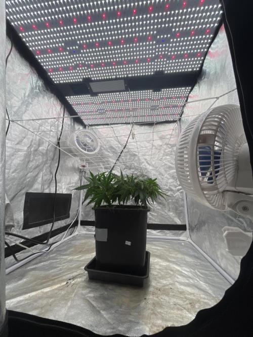 Chocolate rainbow XXL. Week 7