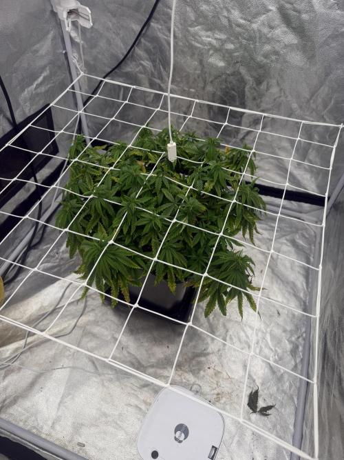 Chocolate rainbow XXL. Week 9 - Day 63 (29 January )