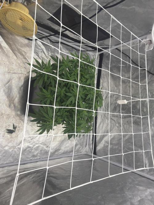 Chocolate rainbow XXL. Week 9 - Day 56 (26 January 