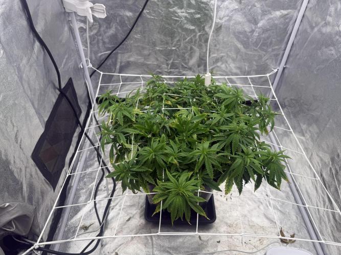 Chocolate rainbow XXL. Week 11 - Day 70 (5 January )