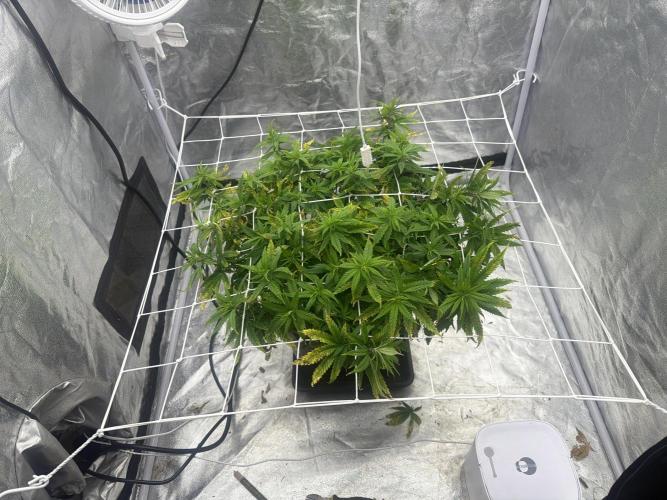 Chocolate rainbow XXL. Week 11 - Day 77 (8 January )