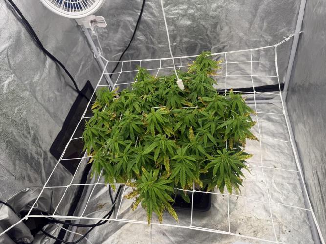 Chocolate rainbow XXL. Week 11 - Day 84 (12 January)