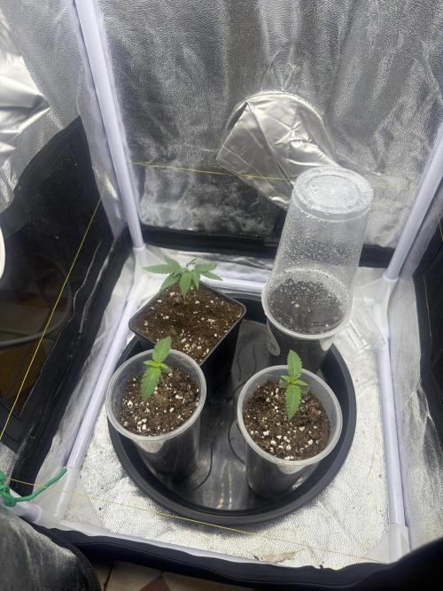Amnesia Lemon + Critical Widow. Week 1 - Day 5 (22 January)