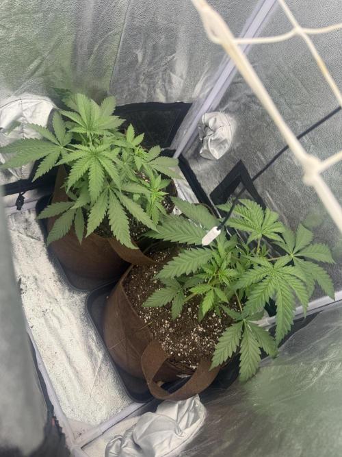 Amnesia Lemon + Critical Widow. Week 4 - Day 25 (13 January )
Repotting + Topping+ Lst