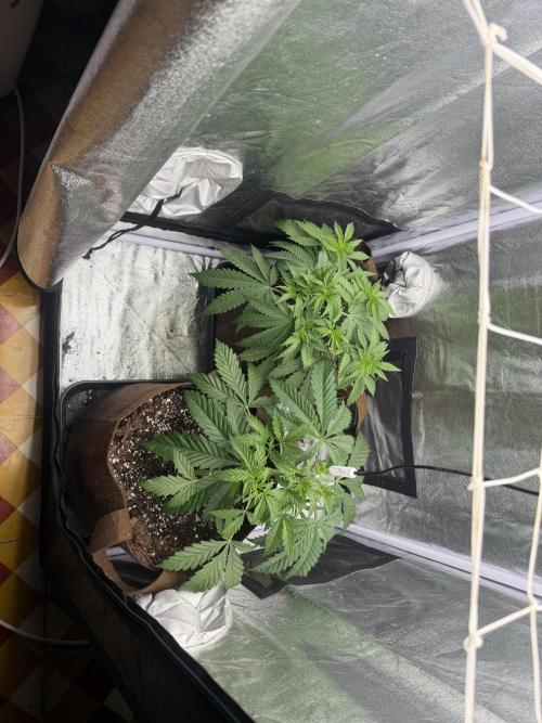 Amnesia Lemon + Critical Widow. Week 4