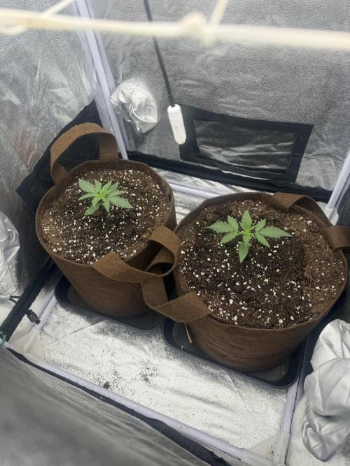 Amnesia Lemon + Critical Widow. Week 2 - Day 13 (30 January)