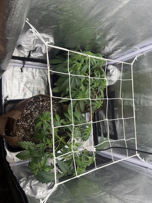 Amnesia Lemon + Critical Widow. Week 4 - Day 30 (16 February)