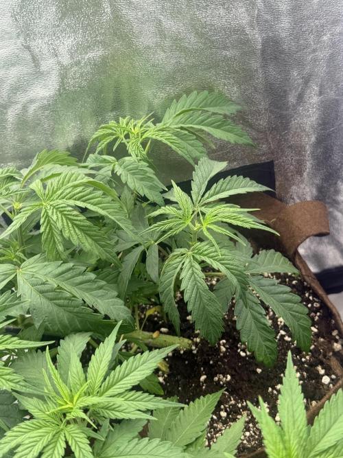 Amnesia Lemon + Critical Widow. Week 4