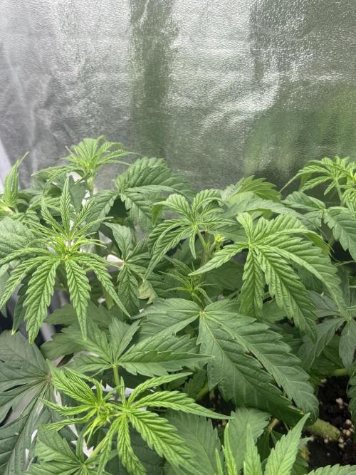 Amnesia Lemon + Critical Widow. Week 4