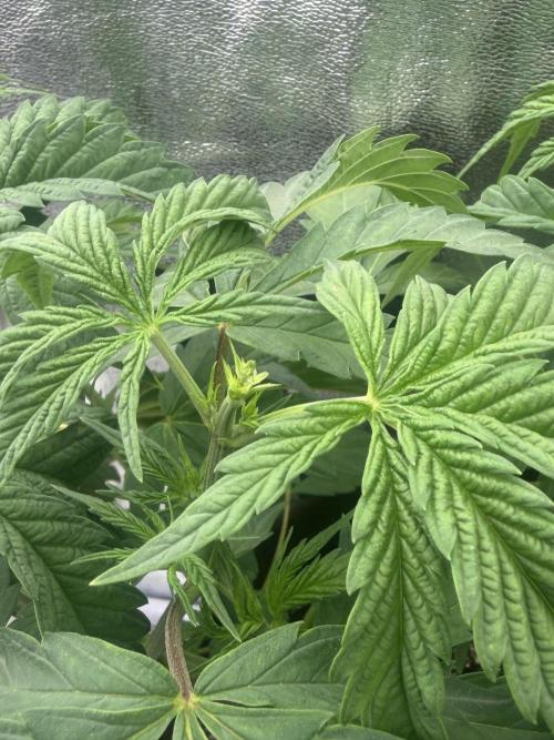 Amnesia Lemon + Critical Widow. Week 4