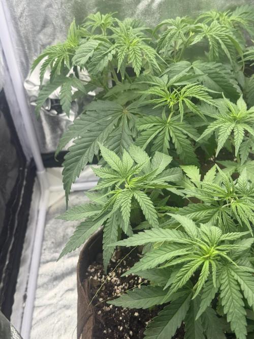 Amnesia Lemon + Critical Widow. Week 4