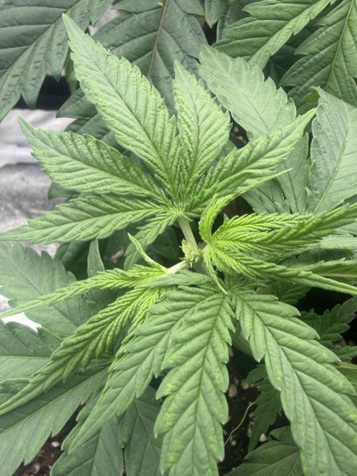 Amnesia Lemon + Critical Widow. Week 4