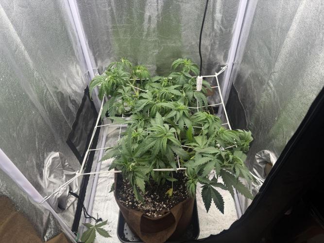 Amnesia Lemon + Critical Widow. Week 5 - Day 36 (22 February)
1,4l 0,3g Super grow + lst