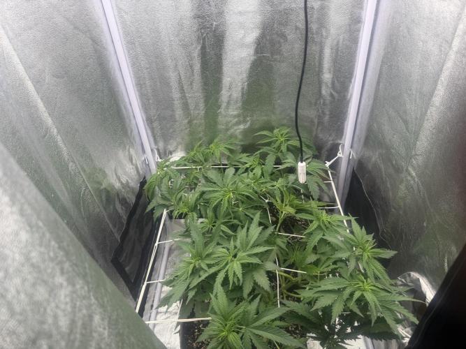 Amnesia Lemon + Critical Widow. Week 5