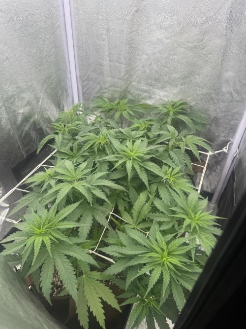 Amnesia Lemon  + Critical Widow. Week 5 - Days 37 (23 February)