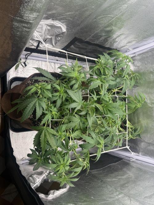 Amnesia Lemon  + Critical Widow. Week 5 - Days 38 (24 February)
1,2l water + lst / Switch 12/12