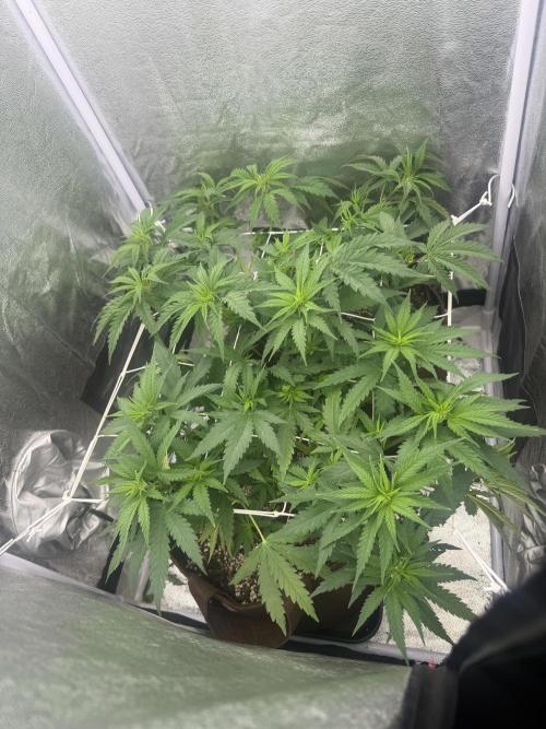 Amnesia Lemon  + Critical Widow. Week 5 - Days 39 (25 February)
Lst 
415 ppfd
