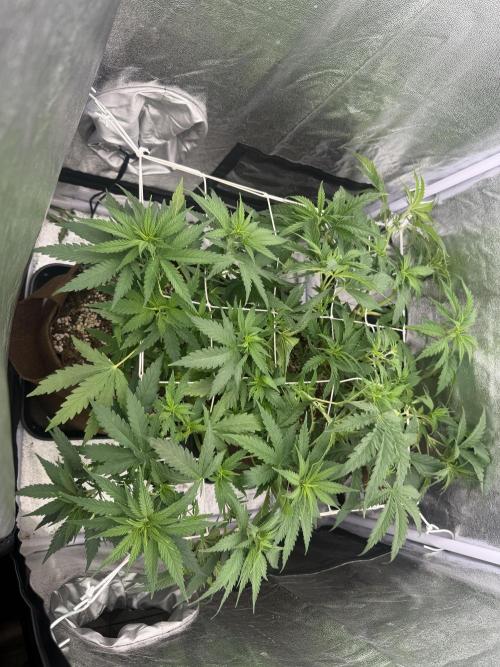 Amnesia Lemon  + Critical Widow. Week 5