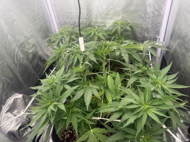 Amnesia Lemon  + Critical Widow. Week 5 - Day 41 (27 February)
1,5l / 430ppm (o.grow;o.bloom;ect..)