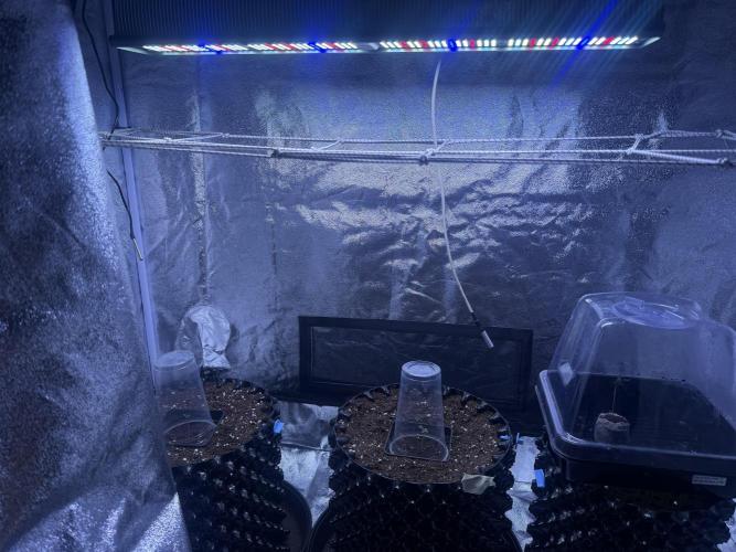 Mix  SL DWC 34 l /  GMOC Soil 12l 🌊vs??. Week 0 - Day 1 ( 27 February) 
25%/55 cm lamp
I will do 1 dwc / 2 airpot 12l
