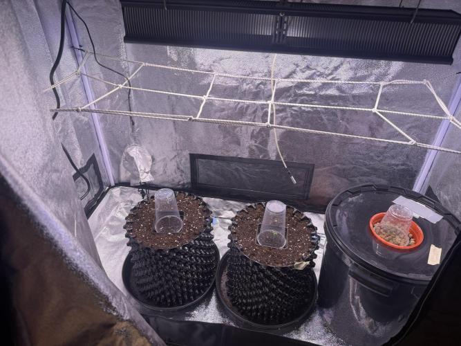 Mix  SL DWC 34 l /  GMOC Soil 12l 🌊vs??. Week 0