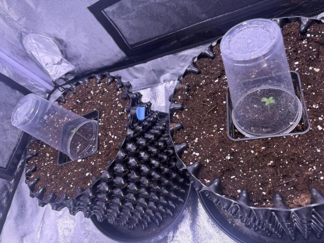 Mix  SL DWC 34 l /  GMOC Soil 12l 🌊vs??. Week 0