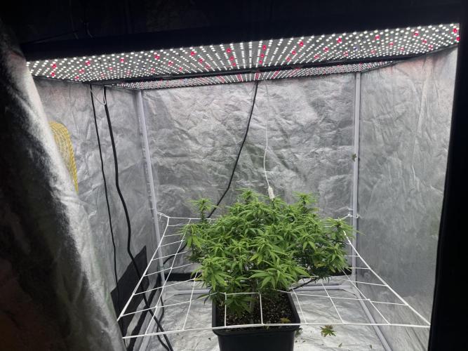 Chocolate rainbow XXL🌈🍫. Week 14 - Day 103 (27 February )
Defoliation (lolipopingl