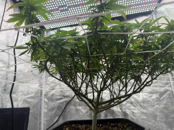 Chocolate rainbow XXL🌈🍫. Week 14