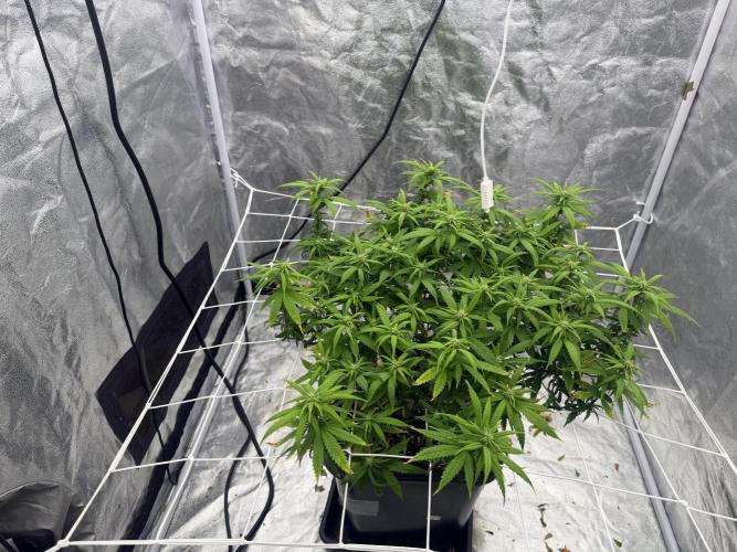 Chocolate rainbow XXL🌈🍫. Week 14