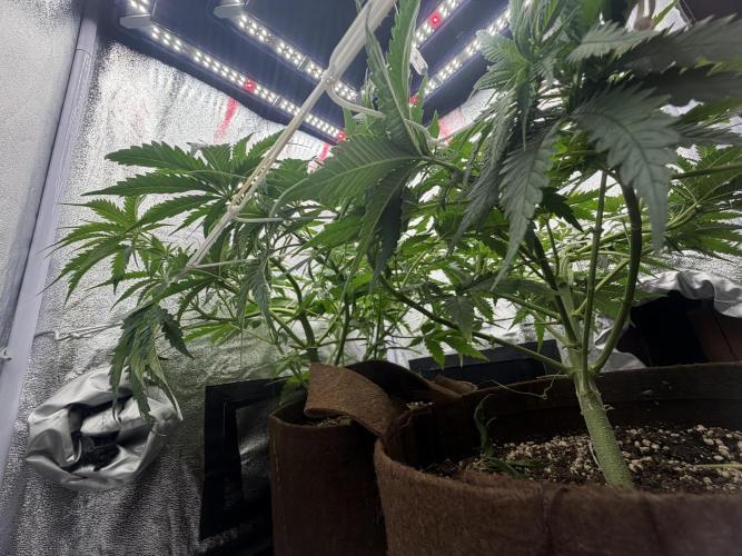 Amnesia Lemon  + Critical Widow. Week 5 - Day 42 (28 February)
Defoliation + last LST i wish