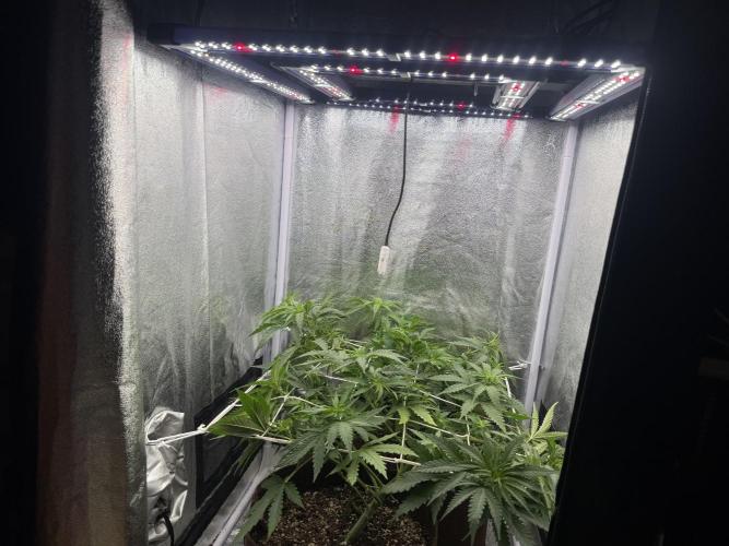Amnesia Lemon  + Critical Widow. Week 5