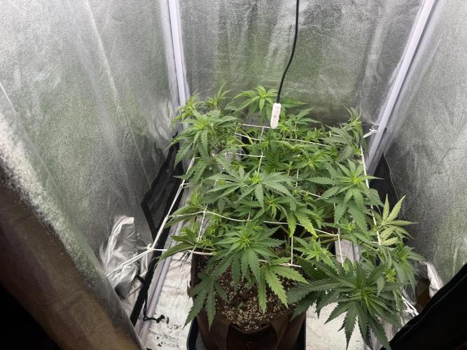 Amnesia Lemon  + Critical Widow. Week 5