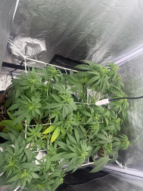Amnesia Lemon  + Critical Widow. Week 6 - Day 44 ( 02 march)
1l8 water 