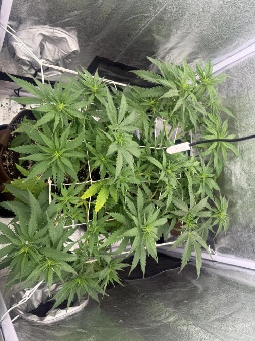 Amnesia Lemon  + Critical Widow. Week 6 - Day 45 ( 03 march)
