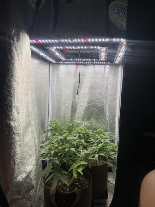 Amnesia Lemon  + Critical Widow. Week 6 - 
